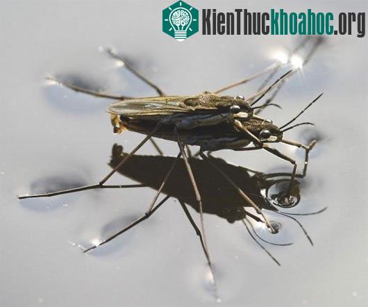 10 loài động vật có tập tính giao phối kì lạ trên thế giới