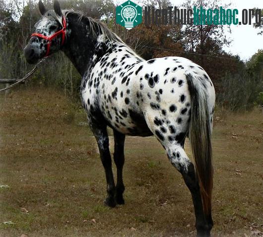 Tiger Horse. (Ảnh: pecanoakranch.com)