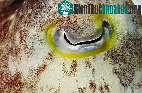 Mực nang, một loài động vật thân mềm, là loài có khả năng tự điều chỉnh lại hoàn toàn hình dạng của mắt theo những thứ mà chúng nhìn.