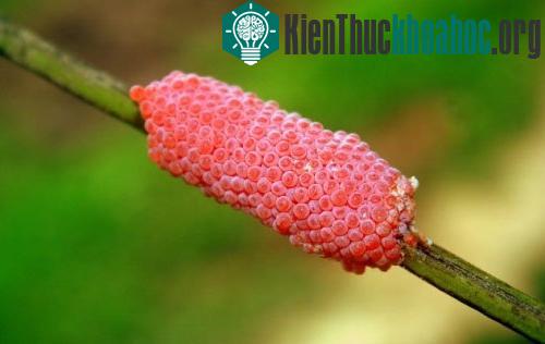 Khả năng kỳ lạ của ốc sên