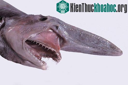 5 loài động vật kỳ lạ có chiếc mũi “chẳng giống ai”