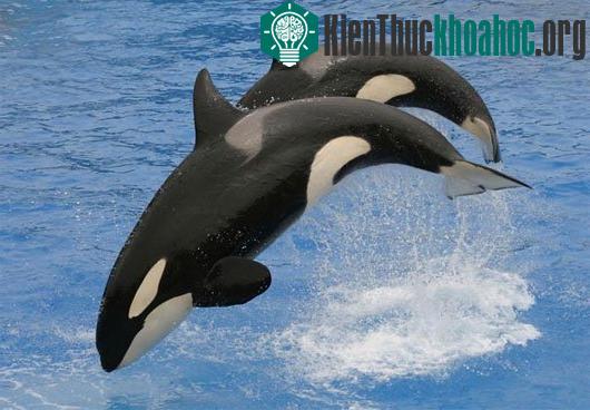 10 loài động vật mới được phát hiện