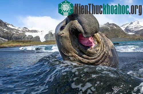 Những con vật lớn nhất hành tinh