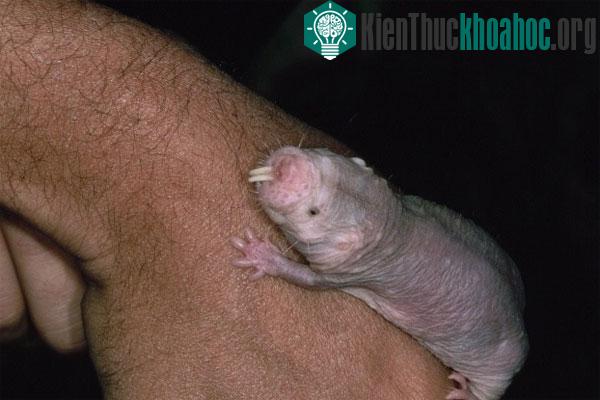 Chuột chũi miễn dịch với ung thư. Chuột chũi Heterocephalus glaber có hệ thống miễn dịch mạnh. Tuổi thọ của chúng khoảng 30 năm, lâu hơn những con chuột thông thường 9 lần. Điều đặc biệt là chúng k...