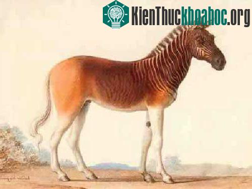 Những động vật tuyệt chủng cổ đại