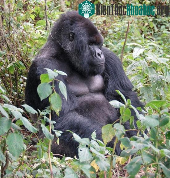Khỉ đột núi sống ở dãy núi Virunga (biên giới ba nước Uganda, Rwanda và Congo) và Công viên Quốc gia Bwindi ở Uganda. Nạn săn bắt, phá hủy môi trường sống, dịch bệnh và sản xuất than là nguyên nhân...