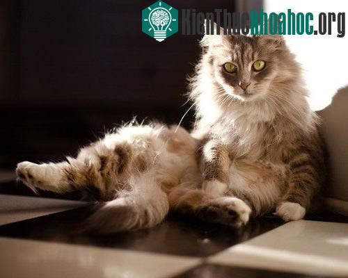 10 điều thú vị về mèo