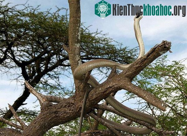 Cảnh tượng một con Mamba đen trên cây. (Ảnh: Flickriver)