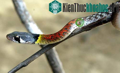 Vẻ đẹp của các loài rắn Việt Nam- ảnh 9