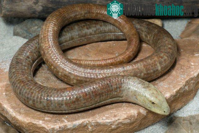 Những con thằn lằn không chân ở châu Âu sở hữu sức mạnh và kỹ năng bắt mồi tuyệt vời. Mặc dù không chân, chúng vẫn có đặc điểm giống những con thằn lằn khác như lỗ tai phía sau mắt và đầu phẳng. Ch...
