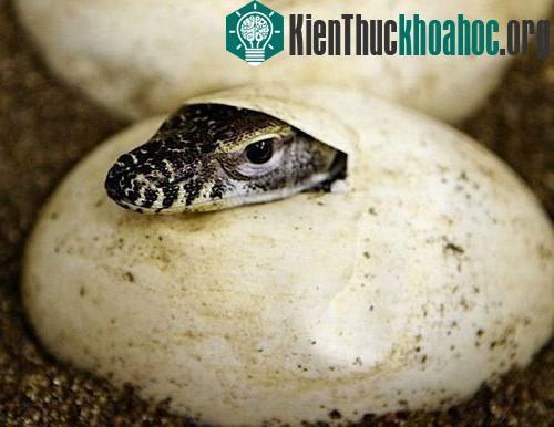 Giống như các loài bò sát khác, rồng Komodo đẻ trứng. Nhờ bản năng sát thủ di truyền, rồng Komodo con tự kiếm ăn và sinh tồn ngay sau khi rời tổ. Chúng có thể chạy với vận tốc 20km/h, lặn sâu 4,5m ...