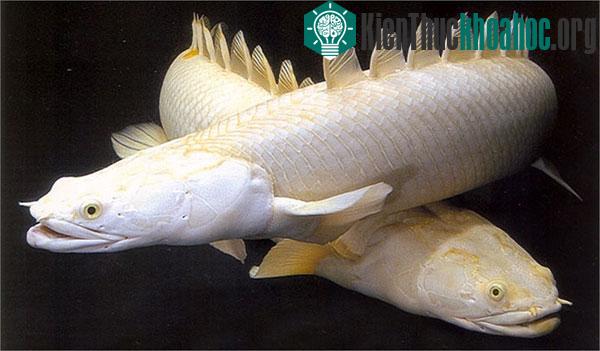 Loài cá châu Phi Polypterus Senegalus này được gọi là “Cá chình khủng long” bởi vây lưng có răng cưa và ngoại hình giống loài khủng long. Chúng có khả năng sống không cần nước trong một...