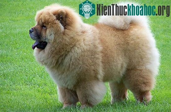 Các giống chó đầu tiên xuất hiện trên trái đất