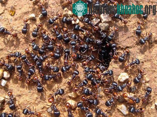 10 loài động vật nhỏ bé nhưng cực kỳ nguy hiểm