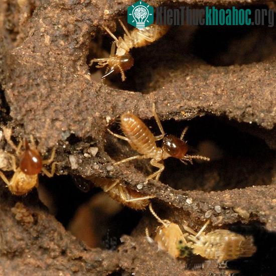 Các loài động vật quái đản: thở bằng hậu môn, "xì hơi" để bơi