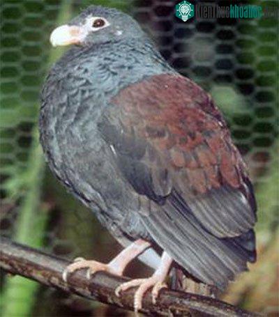 Ảnh:&nbsp;allaboutwildlife.com