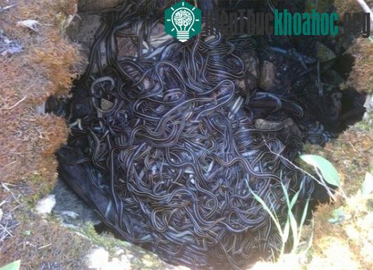 Biện pháp làm hàng rào này mang lại hiệu quả tích cực. Giờ đây chỉ có ít hơn 1.000 con rắn bị giết chết trên đường cao tốc vào mỗi lần di chuyển trong mùa đông. Những cây hàng rào tuyết tạo đường h...