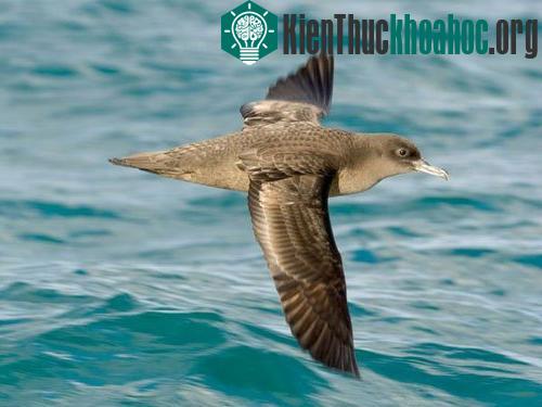 Những kỷ lục trong thế giới động vật ảnh 9