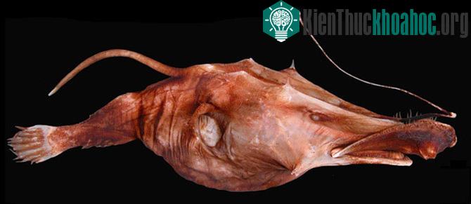 Cá cái Lasiognathus amphirhamphus