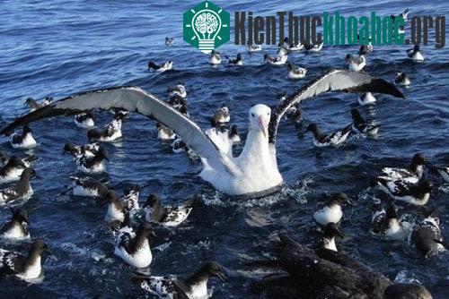 Những con vật lớn nhất hành tinh