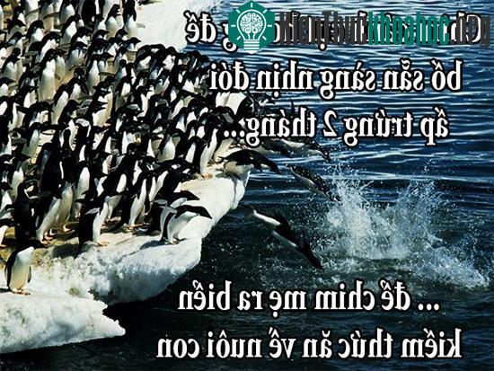 Fun fact về chuyện yêu đương "buồn cười" trong giới động vật