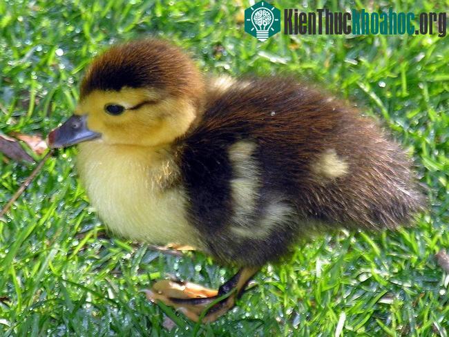 10 động vật dễ thương là “quái thú” ăn thịt đồng loại