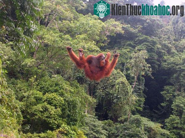 Đười ươi Sumatra đang biến mất dần do tình trạng cháy rừng, sự phát triển của rừng cọ lấy dầu, khai thác gỗ bất hợp pháp và hoạt động nông nghiệp khác. Chúng còn bị săn bắt để lấy thịt và nuôi nhốt...