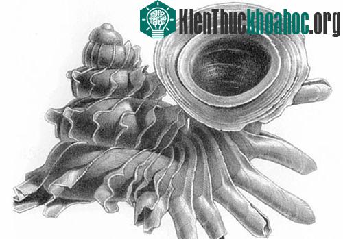 Opisthostoma là một chi ốc nhỏ xíu và phần vỏ thu hút nhất trong thế giới ốc sên. Nhiều loài ốc thuộc chi này có vỏ xoắn phức tạp và trục lộn xộn. Trong đó, Opisthostoma vermiculum có lớp vỏ tinh t...