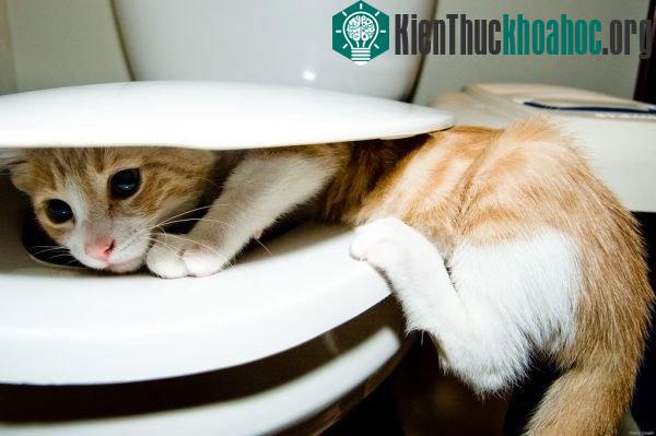10 điều thú vị về mèo