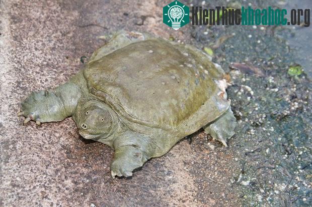 Rùa mai mềm Trung Quốc có mũi bàn chân xòe rộng và ánh mắt kỳ lạ. Giới khoa học đặc biệt chú ý tới cách thải nước tiểu qua đường miệng của chúng. Khả năng đặc biệt này giúp chúng ngăn tình trạng mấ...
