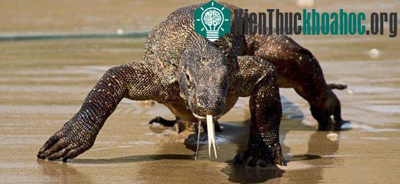 Quá trình chọn lọc tự nhiên giúp rồng Komodo có thể sống ở những môi trường vô cùng khắc nghiệt ở những đảo núi lửa khô cằn. Hiện tại, 3.500 cá thể rồng Komodo đang sống ở Indonesa nhưng chỉ 350 co...