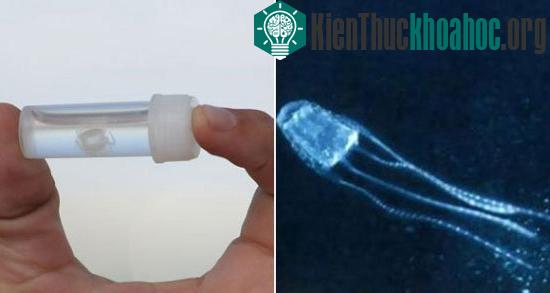 10 loài động vật nhỏ bé nhưng cực kỳ nguy hiểm