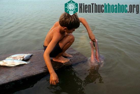 Người bộ tộc Acurinis