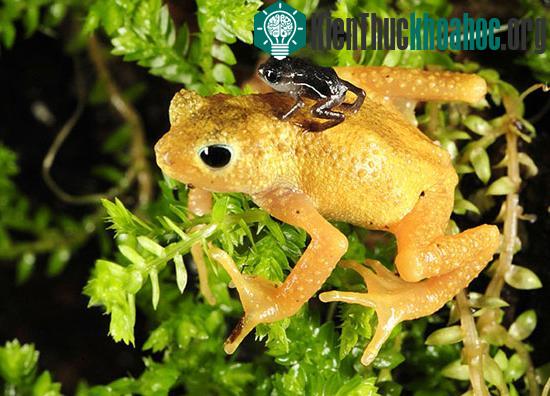 Loài cóc tuyệt chủng vẫn sống được trong phòng thí nghiệm
