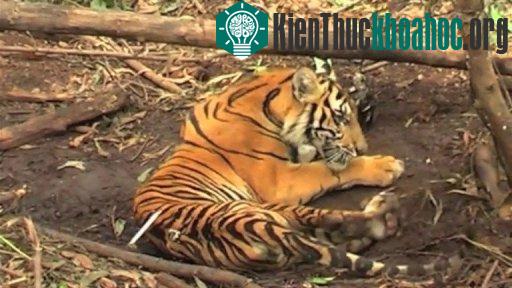 Chú cọp Sumatra 18 tháng tuổi bị mắc trong bẫy -