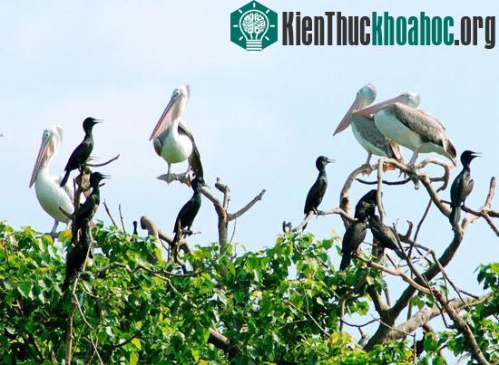 Vườn chim Bạc Liêu xuất hiện nhiều loại quý hiếm