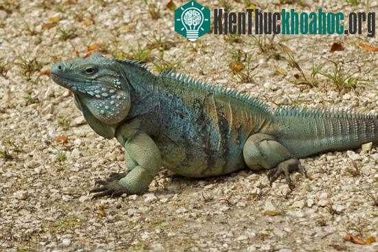 Bài học từ việc bảo tồn loài cự đà xanh