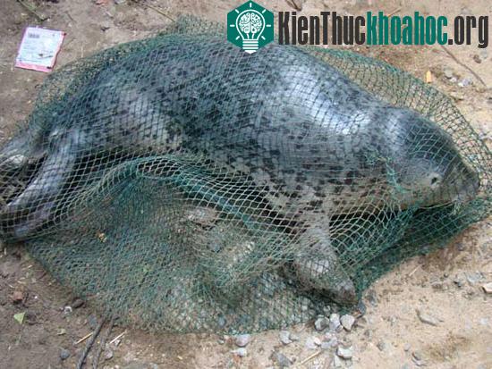 Hải cẩu do ngư dân bắt.