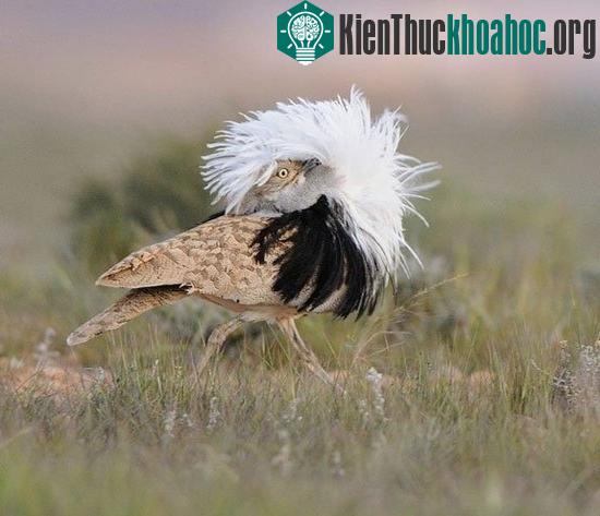 Chim trống đang dựng lông trước ngực để quyến rũ con mái