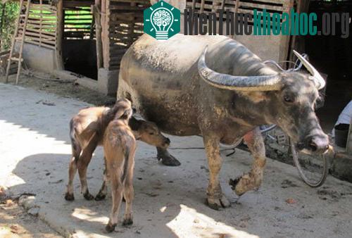 Xôn xao trâu mẹ sinh 2 con nghé ảnh 0