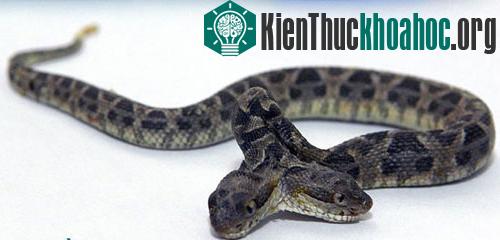 Rợn mình hình ảnh kinh dị của rắn hai đầu- ảnh 1