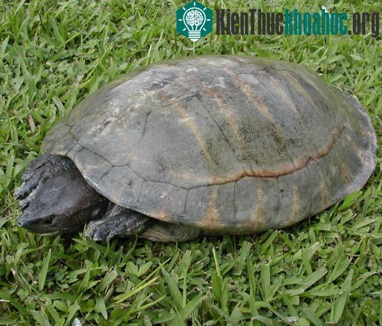 Rùa sông Trung Mỹ (Dermatemys mawii) là loài rùa có nguy cơ tuyệt chủng cao nhất ở Trung Mỹ.