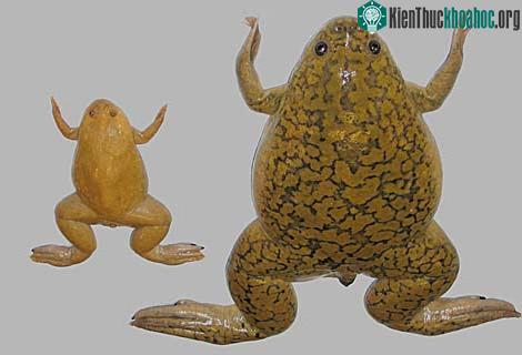Ếch có móng miền tây (Xenopus tropicalis)