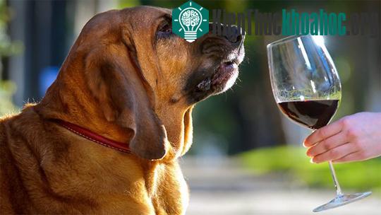 Chuyên gia thử rượu vang - con chó Bloodhound Louisa Belle. Ảnh: Metro .