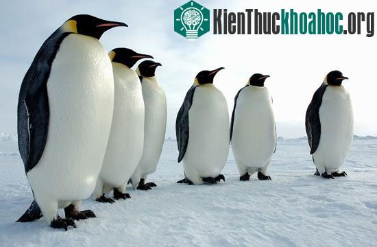 Tại sao chim cánh cụt Nam Cực sợ bóng tối?