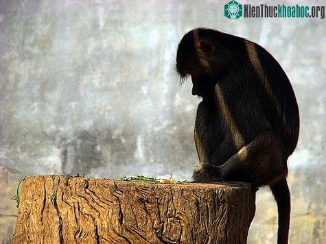Khỉ cũng biết hối hận khi chúng mắc sai lầm