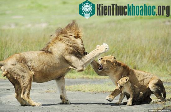 Sư tử con liều mình cãi lại bố bênh mẹ