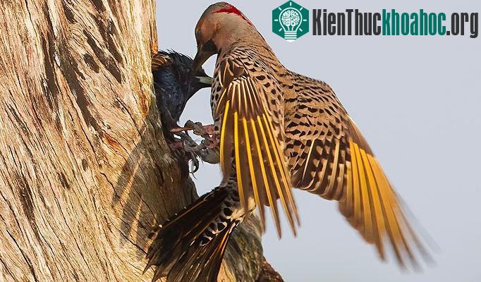Hai kẻ tức giận lao vào nhau.