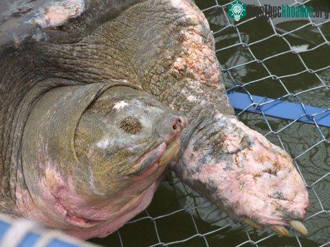 Rùa Hồ Gươm là "cụ bà" ảnh 0