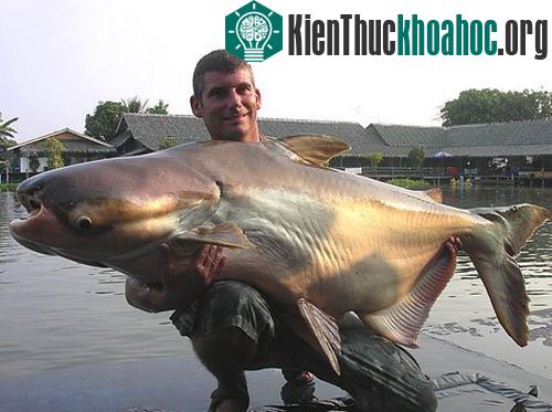 Những loài cá khổng lồ của sông Mekong ảnh 0